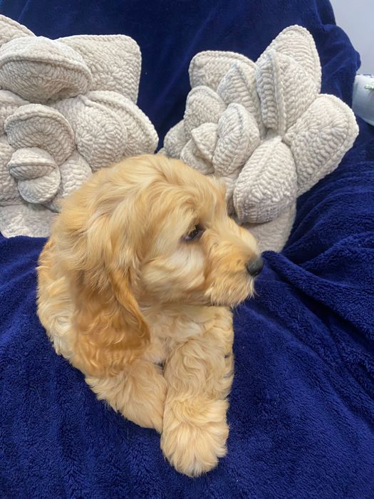 Sprzedam piękne cockapoo
