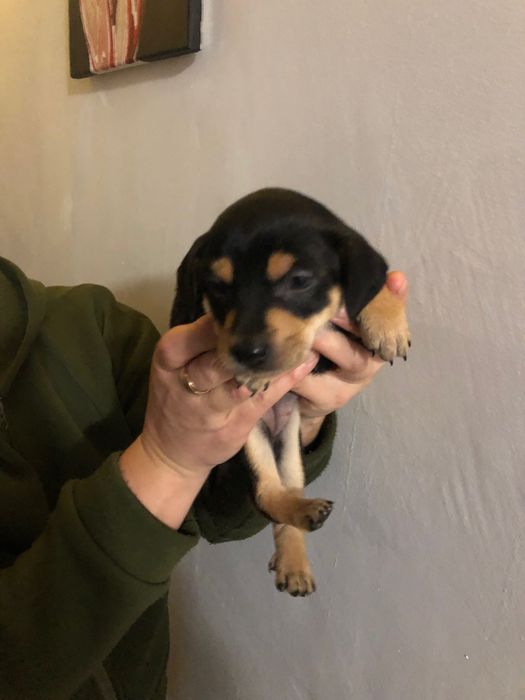 Цвергпінчери продам