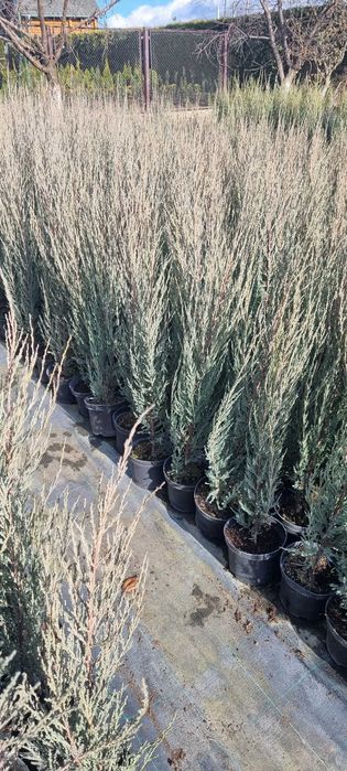 Ялівець Blue Arrow C2