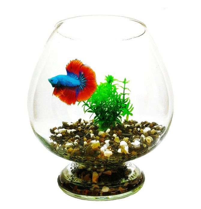 Акваріум бокал з рибкою | Акваріумний комплект на подарунок