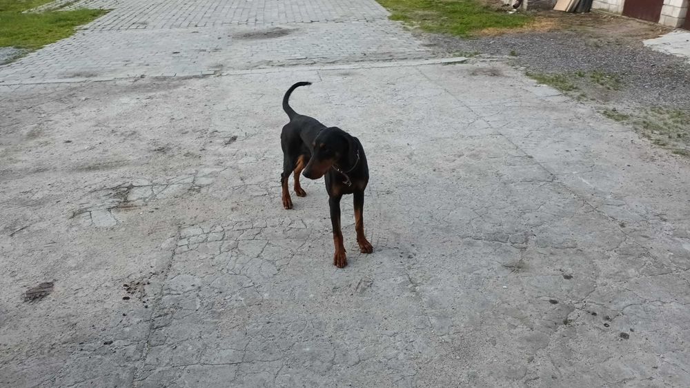 Doberman suka stróżująca, metryka