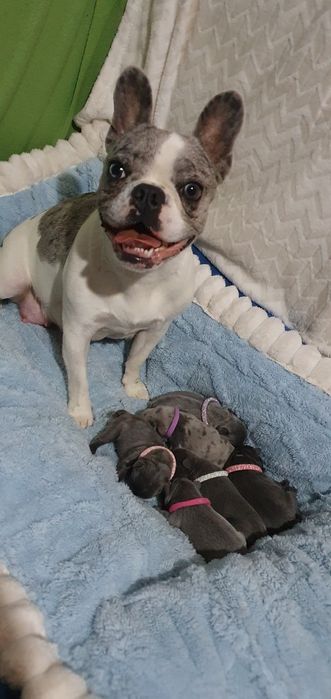 Buldog francuski "Luis"