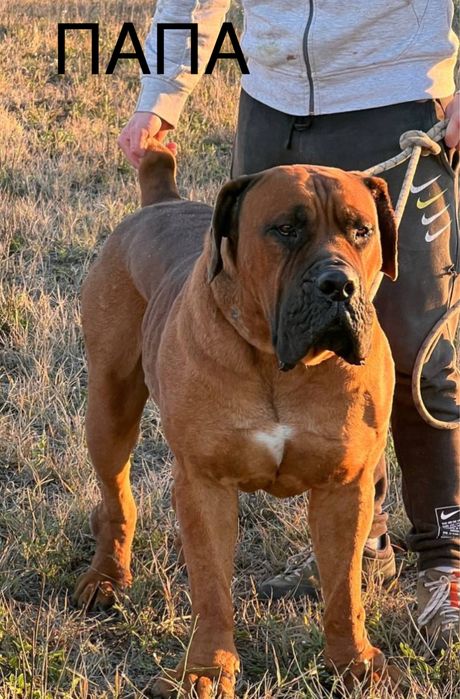 продам щенков бурбуль Африканский мастино 5 месяцев родословные ФЦИ