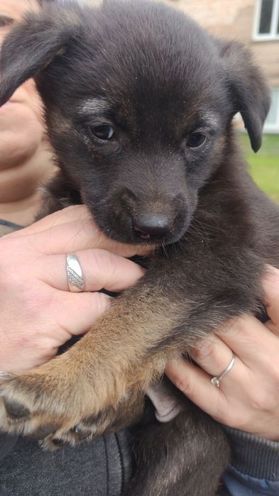 Подарю щенков, есть выбор