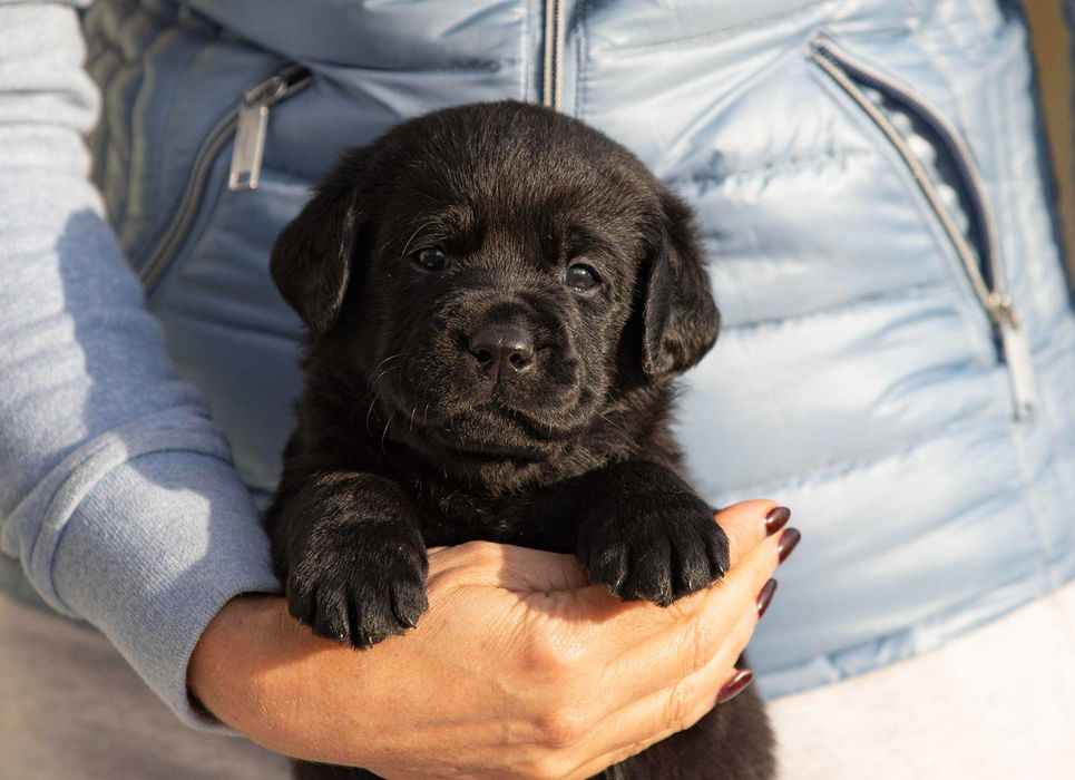 Чорні хлопці лабрадори