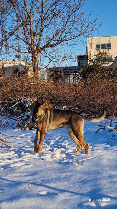 Pies w typie ogara OTIS