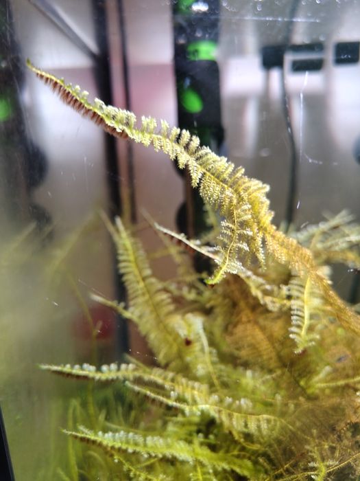 Mech akwariowy Christmas moss I java moss