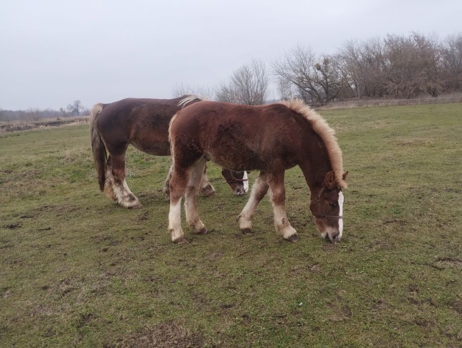Klacz Arden Polski po Suliwan
