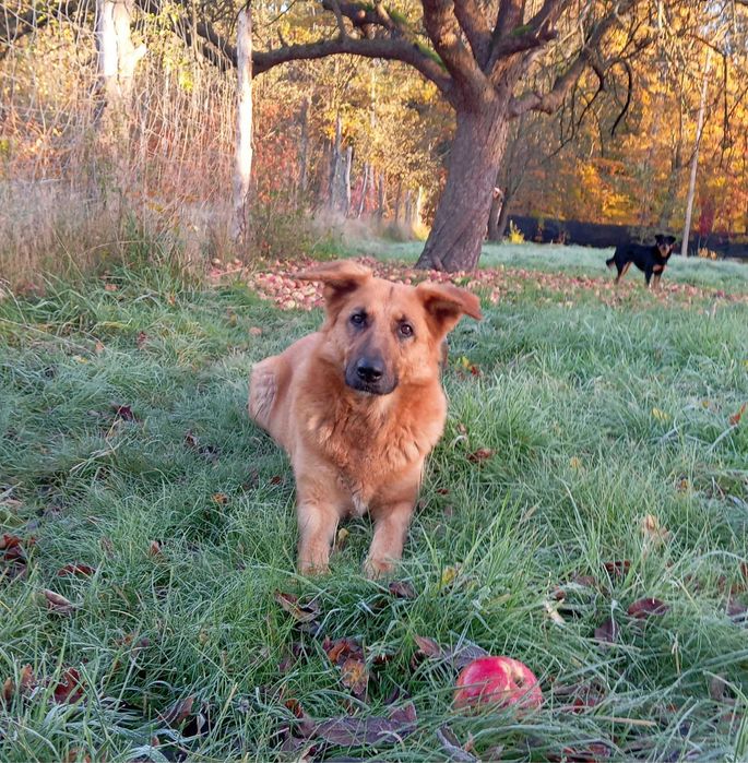 Dwie Siostrunie Zgrany Duet Deska Ayra Owczarek Niem DOWÓZ cała Polska