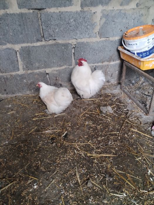 Kury chabo i kochanki miniaturki