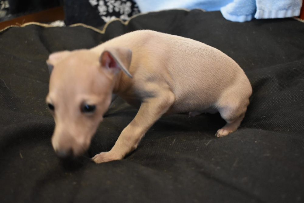 Charcik włoski- piesek