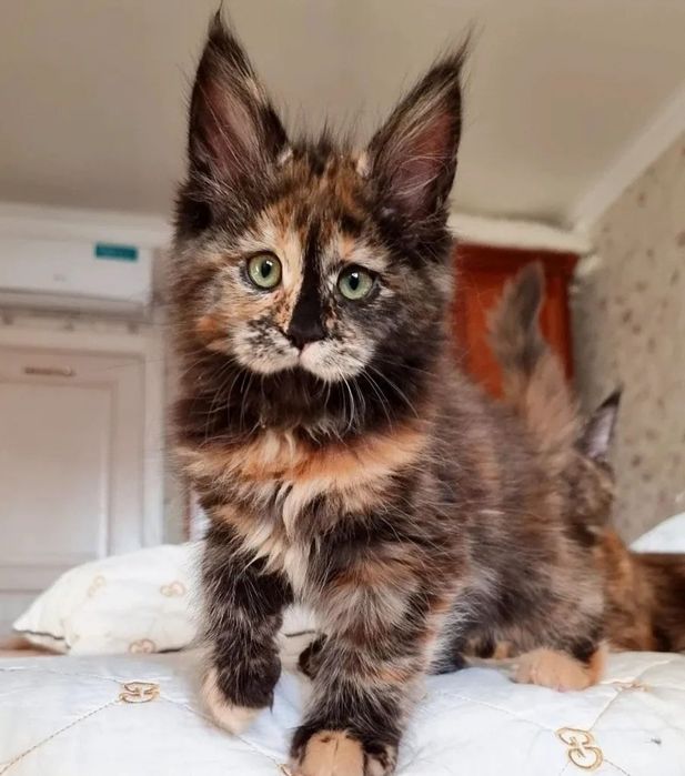 Роскошные котята Мейн-кун