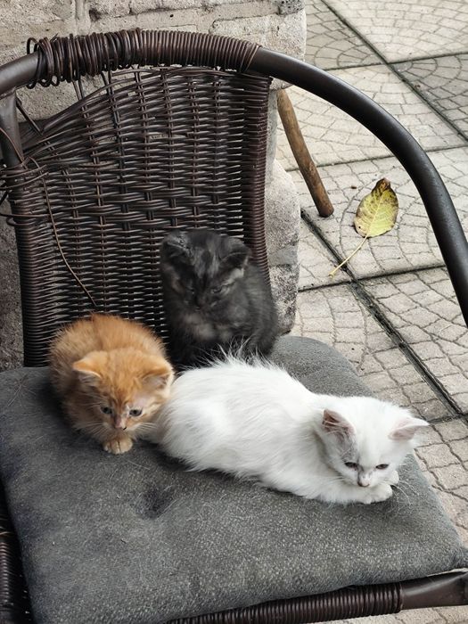 Милые котята в добрые руки!
