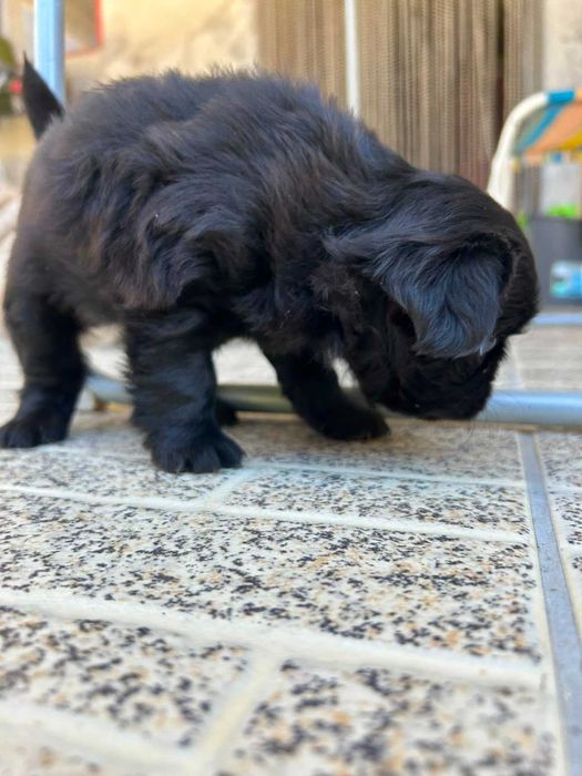 Fêmea fofinha - filha de pai pug puro