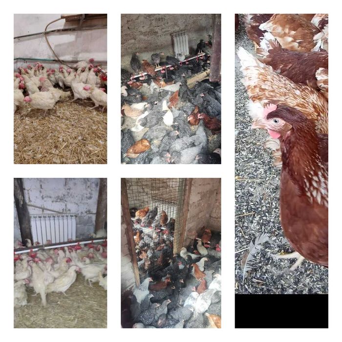 Продам кури несушки! Доставка безкоштовна. Малин