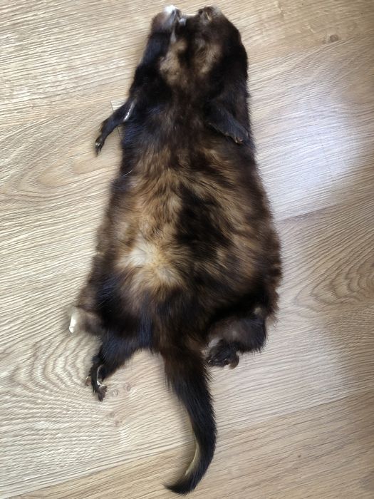 Продам шкірку куниці