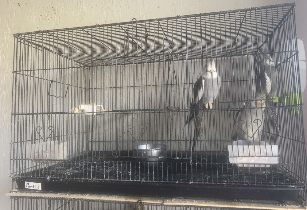 Caturras Lindas( 2 Casais) + Gaiola Completa