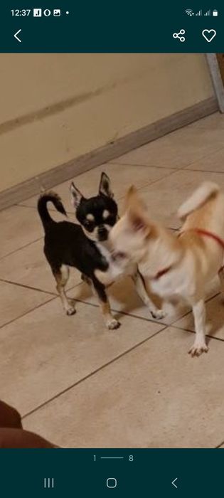 Вязка  чихуахуа розвязан