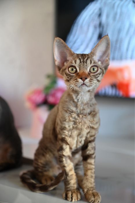 Koteczka Devon Rex Tofi