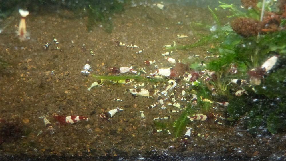 krewetki caridina po selekcji: steel, mosura, pinto.