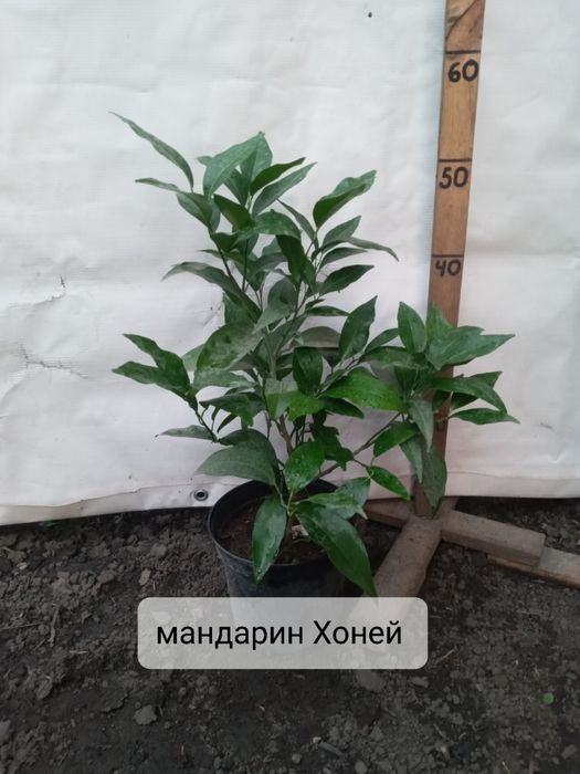 Мандарини, клементини, апельсини та інше