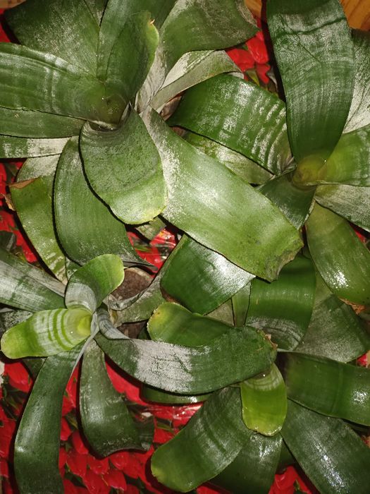 Эхмея, Ехмея, екзотична рослина