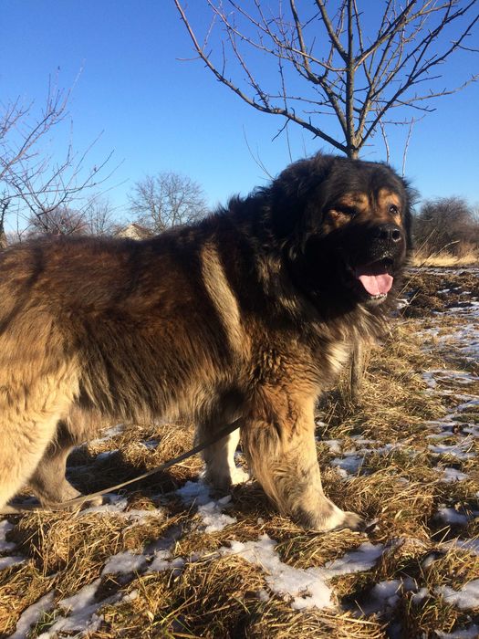 кавказька  вівчарка кобель САС САСІВ