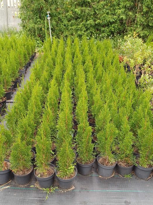 Tuja Thuja szmaragd 50-100cm, świerk srebrny, Ziemia do roślin