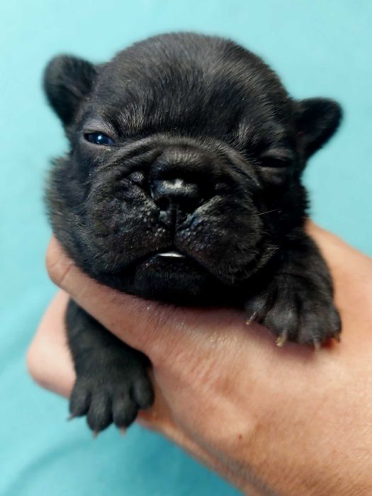 Buldog francuski piesek Master z rodowodem ZKwP/FCI