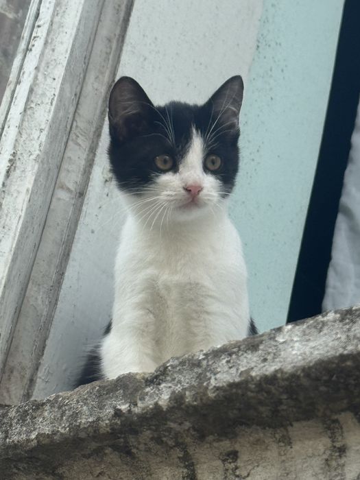 Котик дуже чекає на свій дім