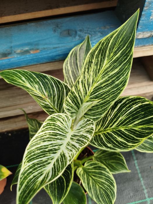 Philodendron White Measure - planta em vaso