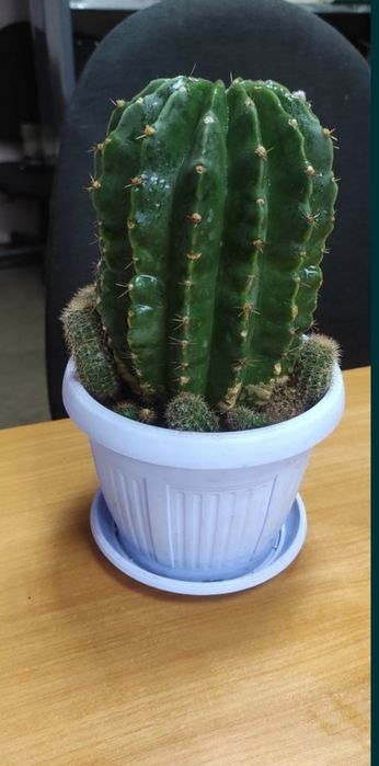 Кактус красивый цветущий цветок ,цветы как на фото