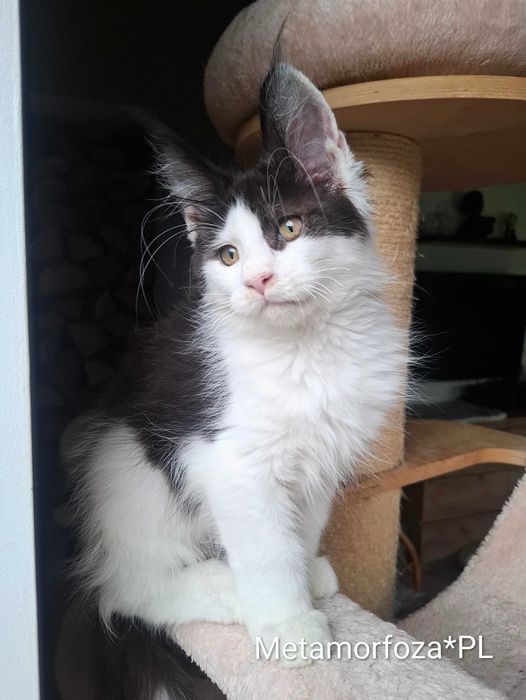 Kocurek maine coon