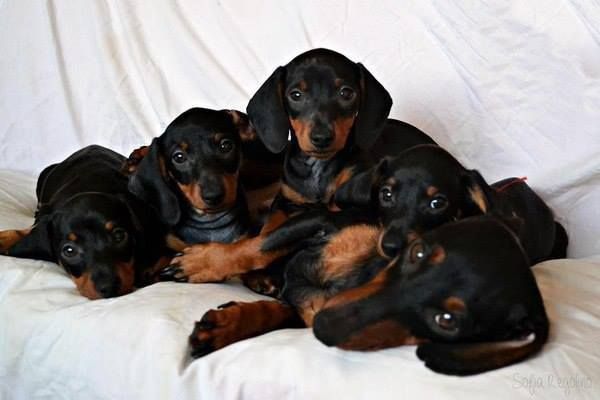 Сама гарненька красунечка, дуже цікавенька.