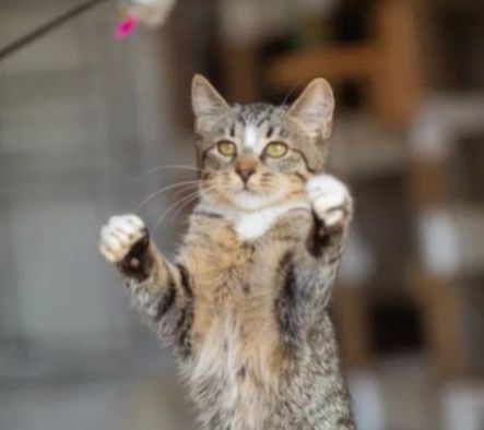 Мальчишка котенок Муфаса, котик 1 год, полосатая радость