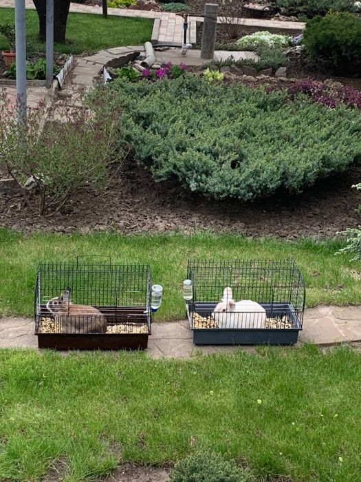 Кролик в добрые руки