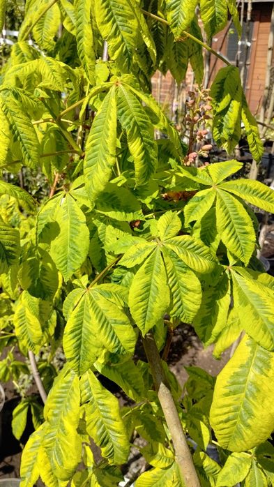 Drzewa ozdobne szczepione