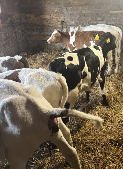 Sprzedam byki przewaga simental