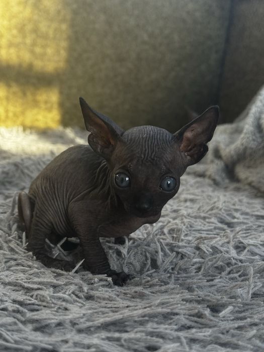 Котики Канадськький сфінкс