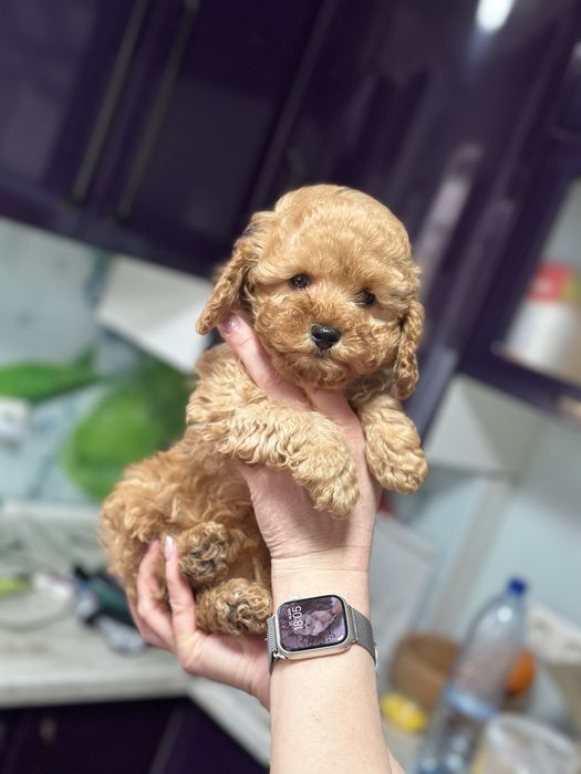 Милая мини мальтипу