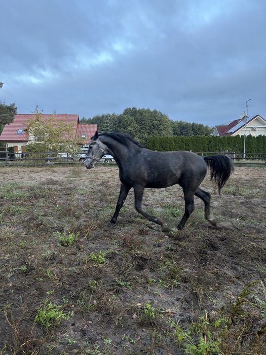 Sprzedam ogiera