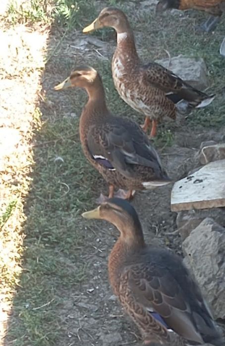 Aves Ornamentais patos reais