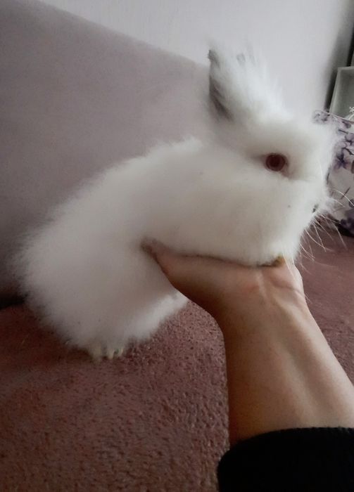 Samiczka  Karzełek Teddy