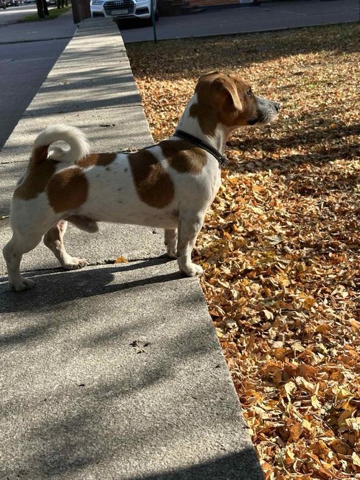 Цуценя  Джек Рассела