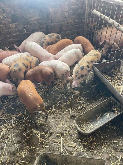 Продам поросята льохи паровані одна велика біла друга кантур,вєс 14-16
