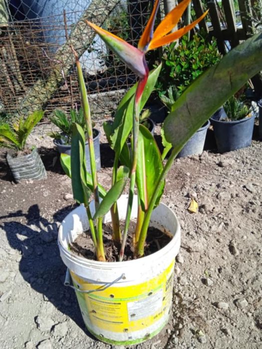 Vendo estrelicias com raiz, e com flor