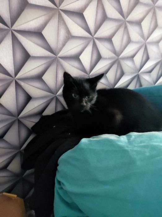 cudowna kicia potrzebuje znaleźć domek