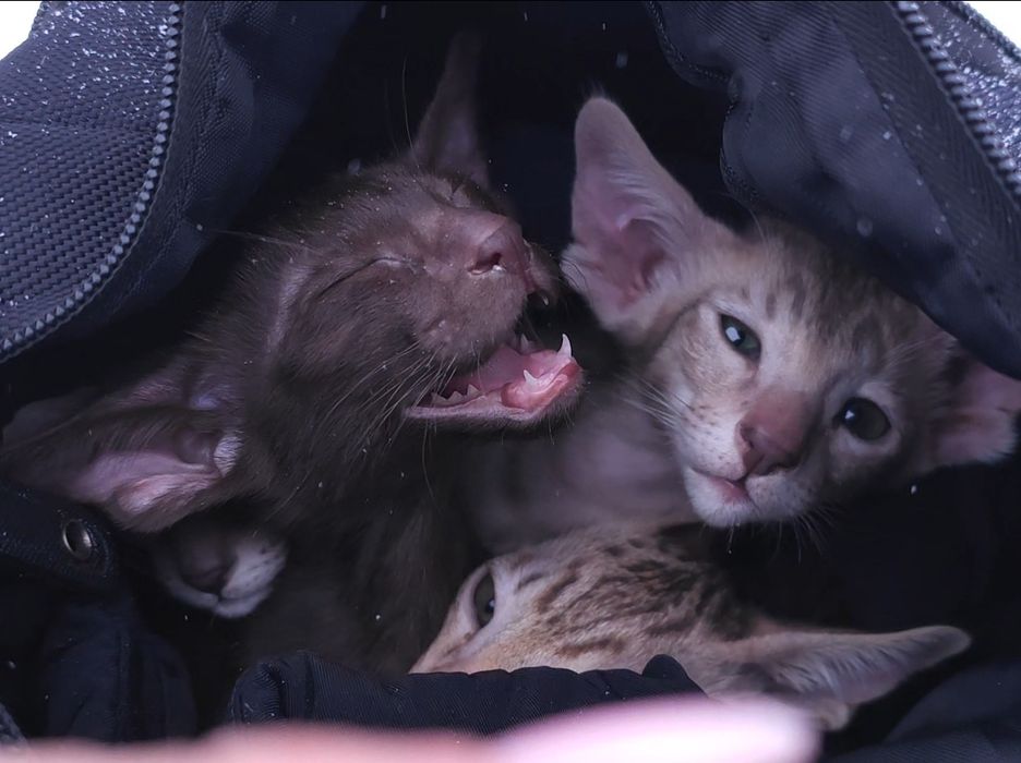 Орієнтальні  хлопці