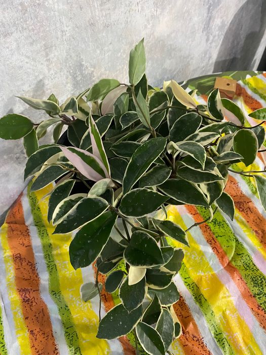 Хойя вариегатная, хойя варієгатна, Hoya variegated восковая лиана