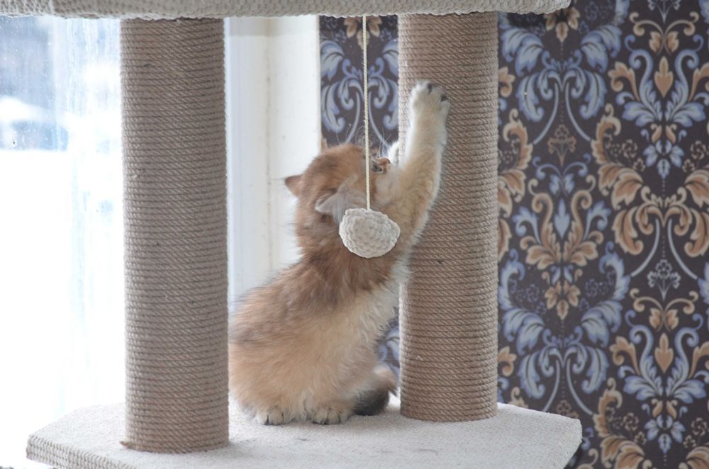 Кошечка золота шиншила! Київ, Бориспіль, або відправлю в інше місто